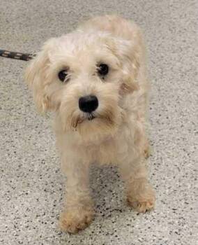 Sarah -  Schnauzer and Mixed Breed Dog for Adoption in Kansas City, Missouri - Sarah | PetCurious