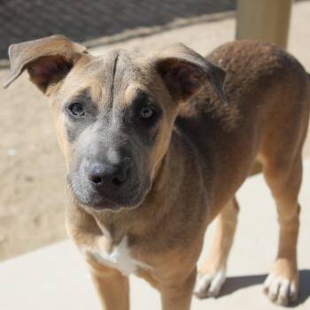 Jessie -  Pit Bull Terrier and Hound Dog for Adoption in Yucca Valley, California - Jessie | PetCurious