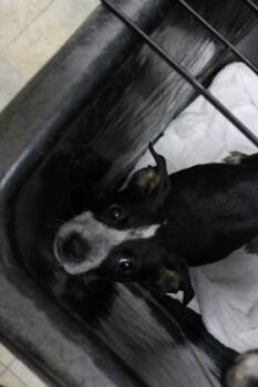 Rescue Labrador Retriever and Mixed Breed Dogs for Adoption in Picayune, Mississippi - 6651b | PetCurious