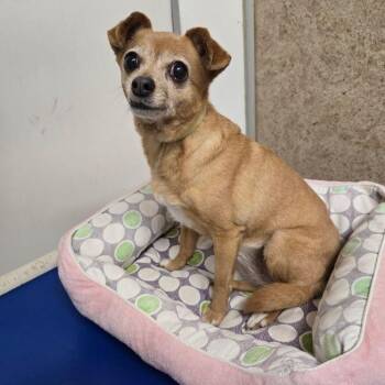 Lady -  Chihuahua Dog for Adoption in Penns Grove, New Jersey - Lady | PetCurious