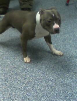 Pit Bull Terrier Dogs Available for Adoption in Charlotte, North Carolina - A1264180 | PetCurious