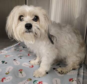 Shih Tzu Dogs Available for Adoption - 26-132 | PetCurious