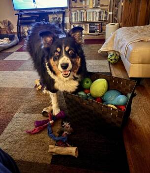 Border Collie and Australian Shepherd Dogs Available for Adoption - Sassy Pants | PetCurious
