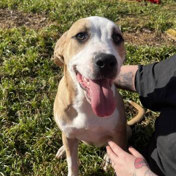 Pit Bull Terrier and Great Pyrenees Dogs Available for Adoption - Justice | PetCurious