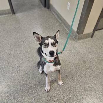 Banks -  Husky and Mixed Breed Dog for Adoption in Kansas City, Missouri - Banks | PetCurious