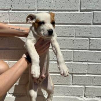 Pit Bull Terrier and Mixed Breed Dogs Available for Adoption in Kansas City, Missouri - Jonah | PetCurious