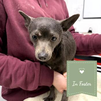 Deco -  Chihuahua Dog for Adoption in St. Augustine, Florida - Deco | PetCurious