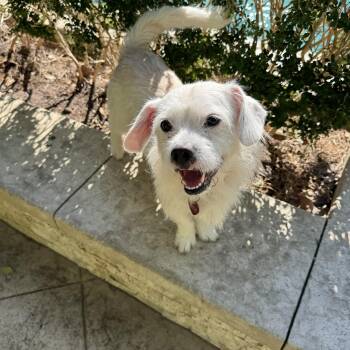 Rescue Terrier Dogs for Adoption in Richmond, Texas - Elmer | PetCurious