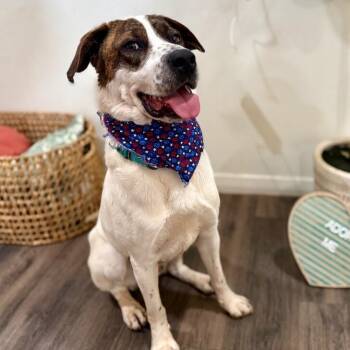 Labrador Retriever and English Pointer Dogs Available for Adoption in Friendswood, Texas - Odin Perfect With Everything | PetCurious