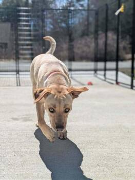 Mixed Breed Dogs Available for Adoption - Reba (AVAILABLE 4/7) | PetCurious