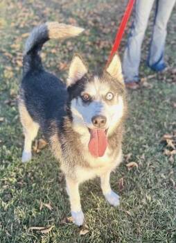 Rescue Husky Dogs for Adoption in Towanda, Pennsylvania - Bro | PetCurious