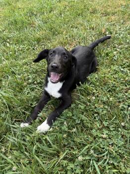 Mari -  Black Labrador Retriever Dog for Adoption in Roxbury Township, New Jersey - Mari | PetCurious