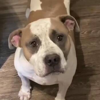 Buddy (20260820-02) -  Bulldog Dog for Adoption in Niagara Falls, Ontario - Buddy (20260820-02) | PetCurious