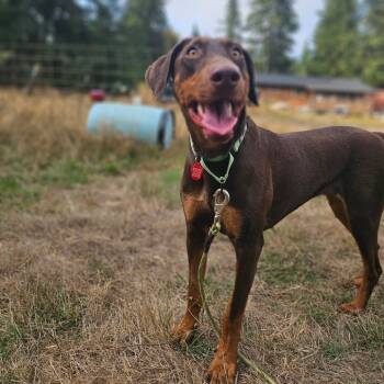 Rescue Doberman Pinscher Dogs for Adoption in Oakville, Washington - Darla | PetCurious