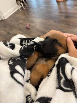 Fish Litter  - Guppy - Located in FL -  Belgian Shepherd Malinois Dog for Adoption in Imlay City, Michigan - Fish Litter  - Guppy - Located In FL | PetCurious