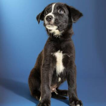 Husky Dogs Available for Adoption in Armonk, New York - AAD Upcoming Arrival! Prince Charming - 26079 | PetCurious