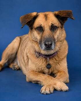 McCoy -  German Shepherd Dog Dog for Adoption in Toronto, Ontario - McCoy | PetCurious