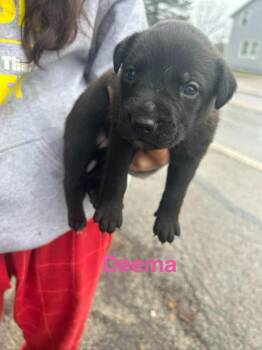 Labrador Retriever and Mixed Breed Dogs Available for Adoption in Hillsboro, Ohio - Deema | PetCurious