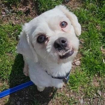 Mixed Breed Dogs Available for Adoption in Honesdale, Pennsylvania - Denver | PetCurious