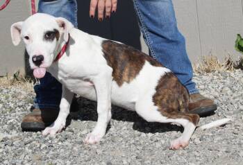 Rescue Pit Bull Terrier and Mixed Breed Dogs for Adoption in Vacaville, California - Solstice | PetCurious