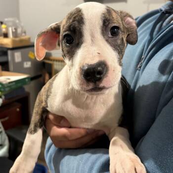 Mixed Breed Dogs Available for Adoption in Wappingers Falls, New York - Mr Tater | PetCurious