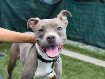 Dream -  Mixed Breed Dog for Adoption - Dream | PetCurious