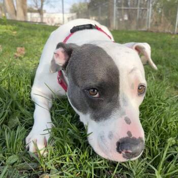 Pit Bull Terrier and Mixed Breed Dogs Available for Adoption in Milan, Illinois - Sweet Pea | PetCurious