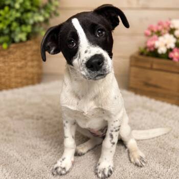 Rumi P46491 -  Pointer and Australian Cattle Dog Blue Heeler Dog for Adoption in Corsicana, Texas - Rumi P46491 | PetCurious