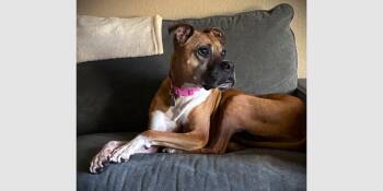 Kirby -  Boxer Dog for Adoption in Hewitt, Texas - Kirby | PetCurious