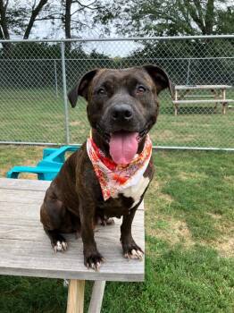 Rescue Pit Bull Terrier Dogs for Adoption in Marion, Ohio - Rayne | PetCurious