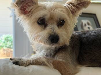 Molly Ann -  Yorkshire Terrier Dog for Adoption in Joppa, Alabama - Molly Ann | PetCurious