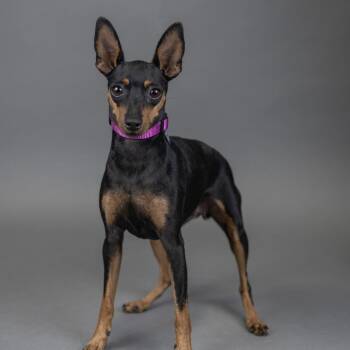 Sienna -  Miniature Pinscher Dog for Adoption in Portland, Oregon - Sienna | PetCurious