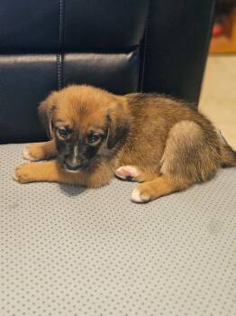 Rain -  Australian Shepherd Dog for Adoption in Welling, Oklahoma - Rain | PetCurious