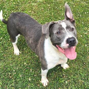 Roo -  Mixed Breed Dog for Adoption in Chattanooga, Tennessee - Roo | PetCurious