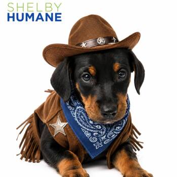 Dutton -  Mixed Breed Dog for Adoption in Columbiana, Alabama - Dutton | PetCurious