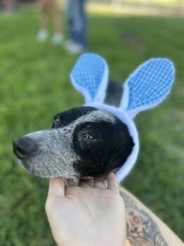 Rescue Australian Cattle Dog Blue Heeler Dogs for Adoption in San Antonio, Texas - TILLY | PetCurious