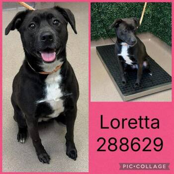 Mixed Breed Dogs Available for Adoption in Macon, Georgia - LORETTA | PetCurious