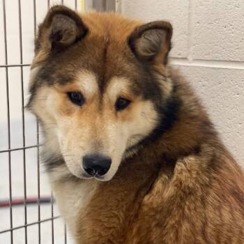 Rescue Chow Chow Dogs for Adoption in Wilton, California - Jack Jack | PetCurious