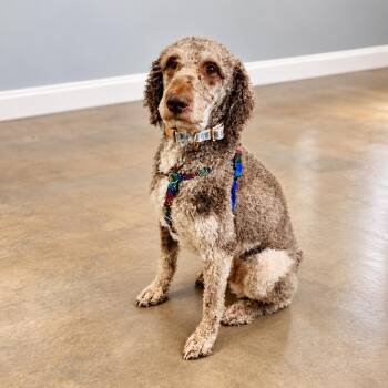 Mocha -  Standard Poodle Dog for Adoption in Concord, North Carolina - Mocha | PetCurious