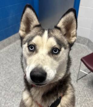 Siberian Husky Dogs Available for Adoption - Maya | PetCurious