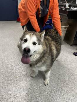Alaskan Malamute Dogs Available for Adoption in Tallahassee, Florida - LEONIDAS | PetCurious