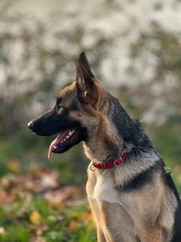 Rescue German Shepherd Dog Dogs for Adoption in Seattle, Washington - Otto | PetCurious