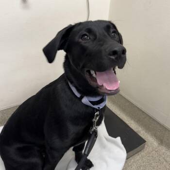 Mixed Breed Dogs Available for Adoption in Medford, Oregon - Star | PetCurious