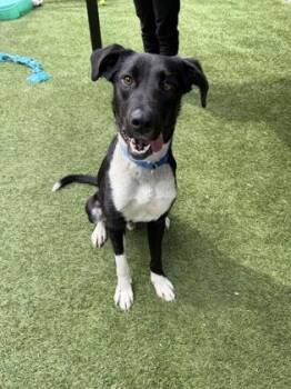 Rutter -  Mixed Breed Dog for Adoption in West Chester, Pennsylvania - Rutter | PetCurious