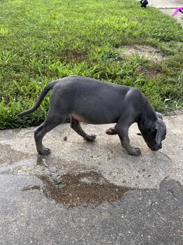 Myla -  Weimaraner and American Staffordshire Terrier Dog for Adoption in Ball Ground, Georgia - Myla | PetCurious
