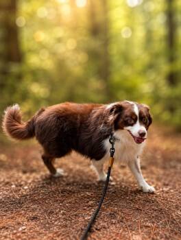 Tommy Tucker -  Australian Shepherd and Collie Dog for Adoption in Nahunta, Georgia - Tommy Tucker | PetCurious