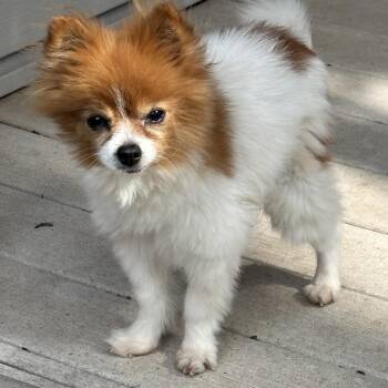 Whitney -  Pomeranian Dog for Adoption in Berryton, Kansas - Whitney | PetCurious
