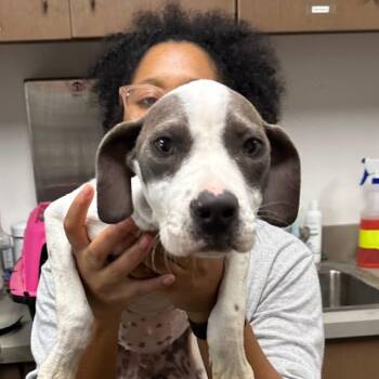 Rescue Terrier Dogs for Adoption in Oswego, Illinois - Foster DOLLY! | PetCurious