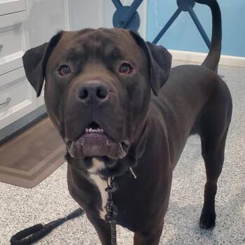 Rescue Cane Corso and Pit Bull Terrier Dogs for Adoption in Hutchinson, Minnesota - Thor | PetCurious