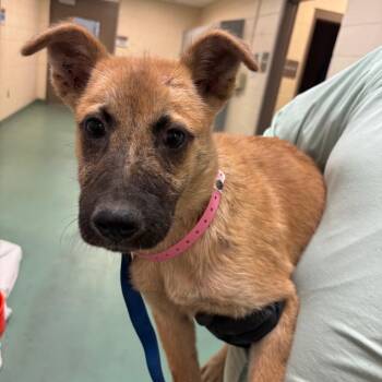 Cameron -  Mixed Breed Dog for Adoption in Memphis, Tennessee - Cameron | PetCurious